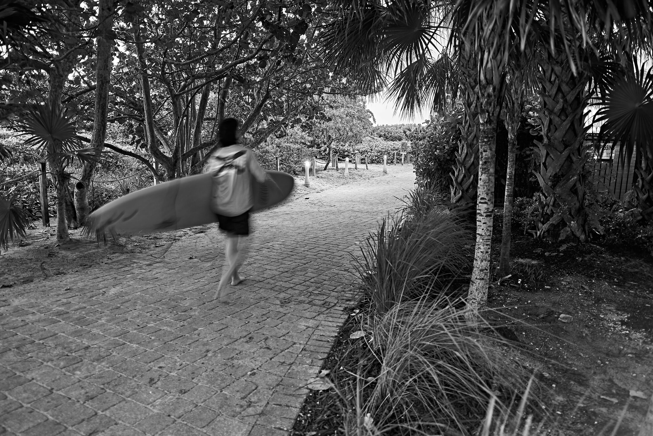 A person carries a surfboard along a palm-lined path.