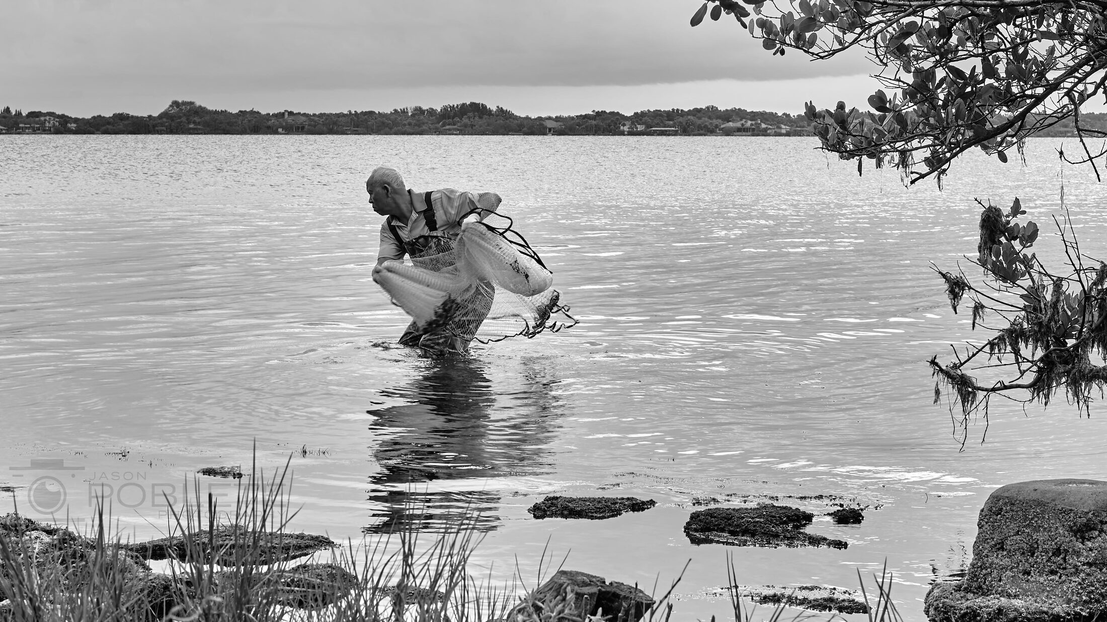 An angler bends over while wading near a mangrove shore.